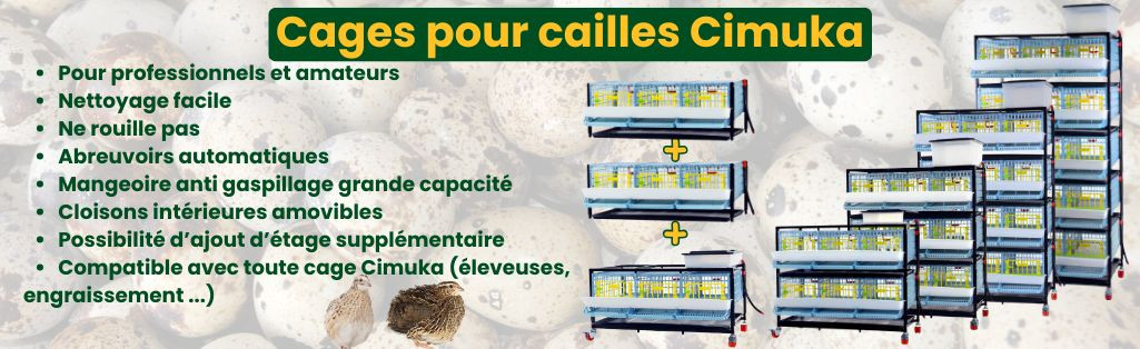 Cages pour cailles pondeuses